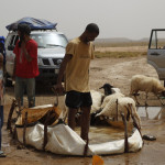 Nomadas en el Sahara dando de beber al ganado