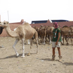 Mercado de camellos de Guelmin