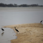 Expedicion Madrid Rumbo al Sur 2011 Aves acuaticas en el rio Senegal
